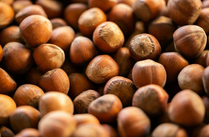  Suka dengan Rasa Hazelnut? Kamu Wajib Tahu Bentuk Kacangnya