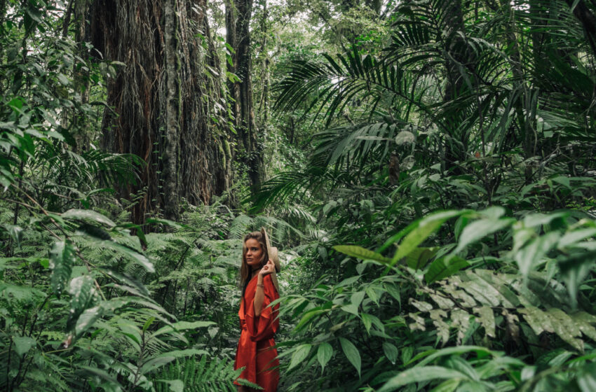  Filosofi Jepang tentang Mandi Hutan adalah Momen Perjalanan Zen yang Mendunia