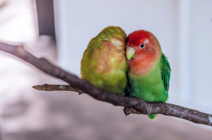  Apakah Benar Lovebird Harus Dipelihara Berpasangan?