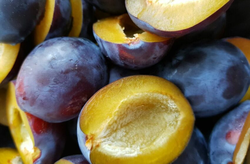  Kaya Manfaat dari Buah Plum yang Wajib Kamu Tahu