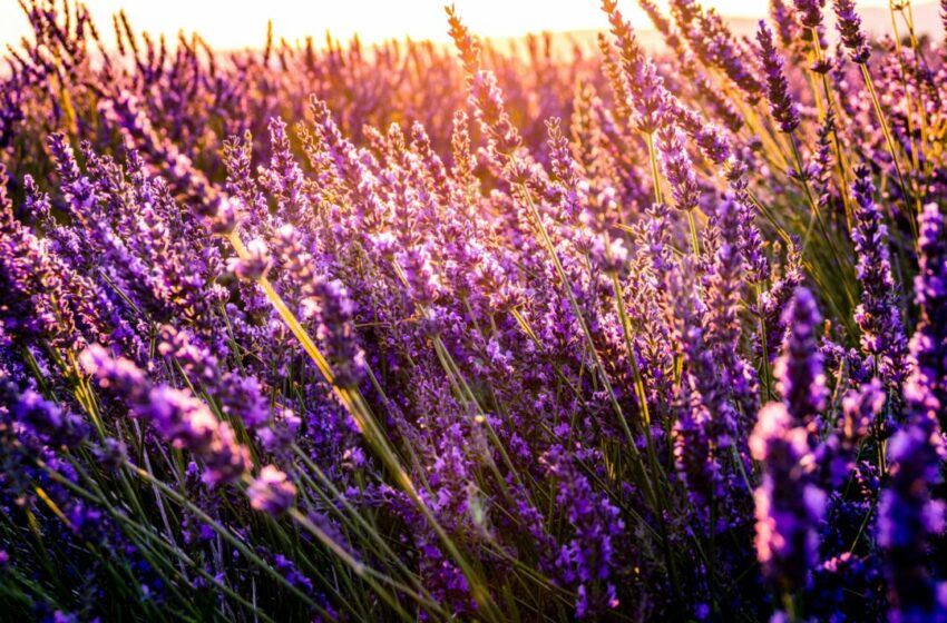  Bisakah Kita Menanam Tumbuhan Lavender Sendiri di Rumah? Simak Artikel Ini