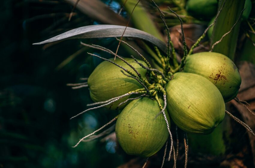  Beragam Manfaat Pohon Kelapa yang Mungkin Belum Kamu Ketahui