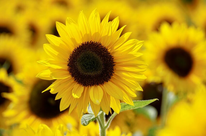  Bunga Matahari, Si Cantik Cerah yang Penuh Manfaat