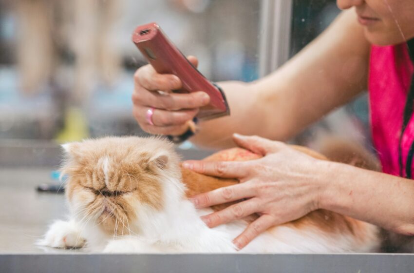  Ini 5 Tanda Kucing Kamu Sudah Perlu Grooming