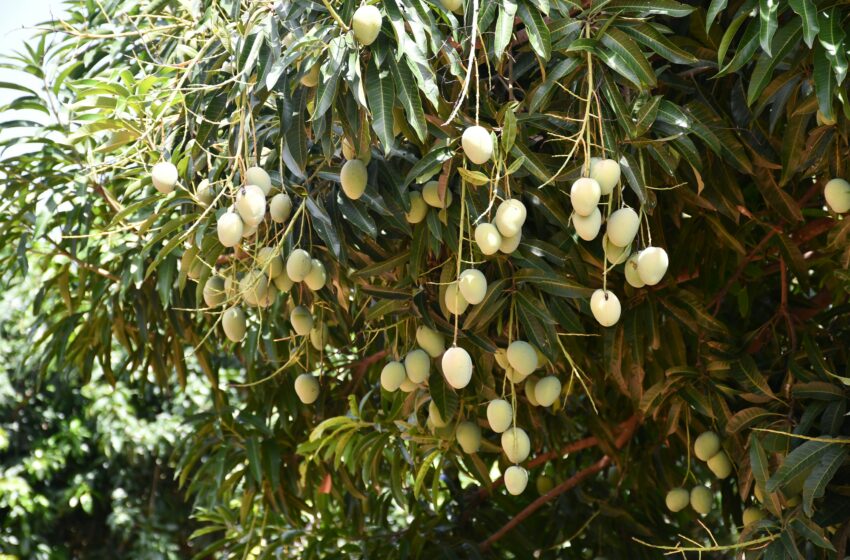  Pohon Mangga Kamu Tidak Kunjung Berbuah? Mungkin Ini Penyebabnya