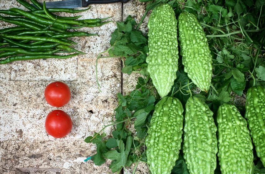  Khasiat Sayur Pare yang Dapat Mencegah Berbagai Penyakit, Kamu Harus Tahu