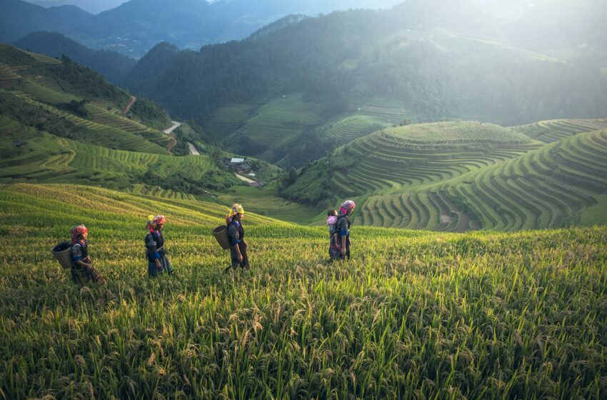  Memahami Monokultur dan Polikultur, Apa Perbedannya? Yuk Simak di Sini