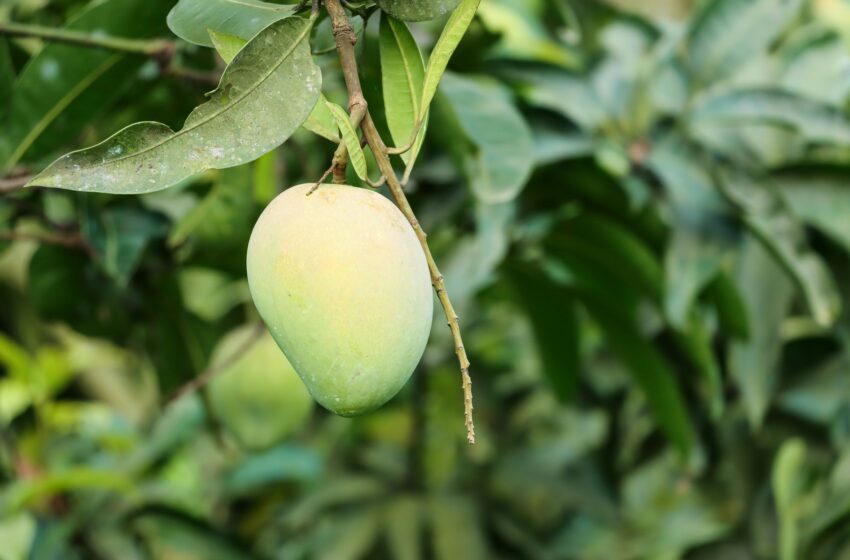  Apakah Pupuk Berpengaruh Terhadap Rasa Manis atau Asam dari Buah Mangga?