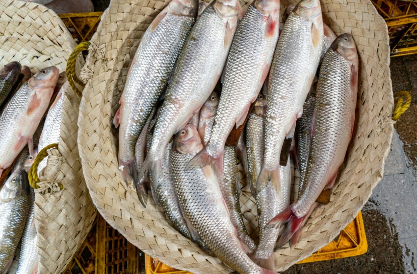  Ini 4 Cara Mengolah Ikan Laut Tanpa Menghilangkan Gizi Pentingnya