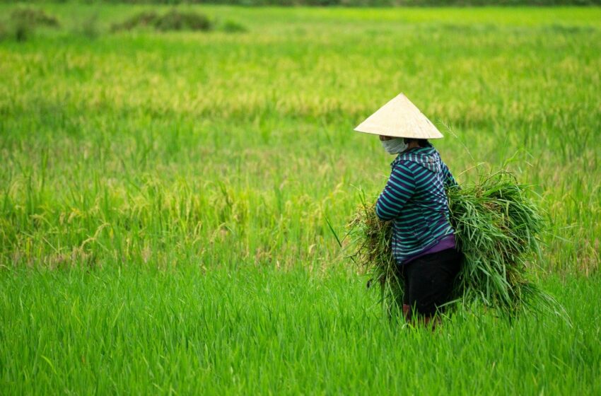  Cuaca Aneh, Panen Terancam? Ini Dia Hubungannya dengan Pertanian