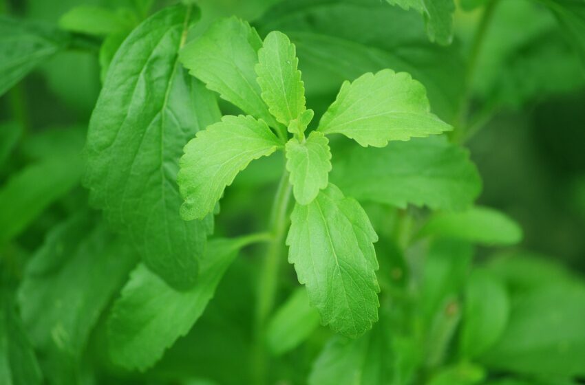  Kenalan Yuk Sama Stevia, Pemanis Alami untuk Kamu yang Ingin Hidup Sehat