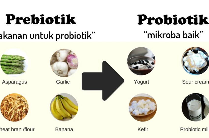  Probiotik vs Prebiotik: Apa Bedanya dan Mana yang Lebih Baik?