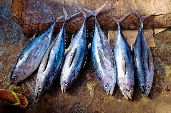  Ikan, Superfood dari Laut yang Harus Kamu Konsumsi