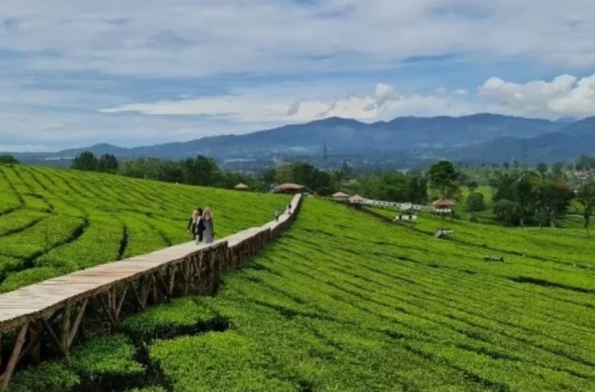  Pangalengan Destinasi Kebun Teh yang Apik