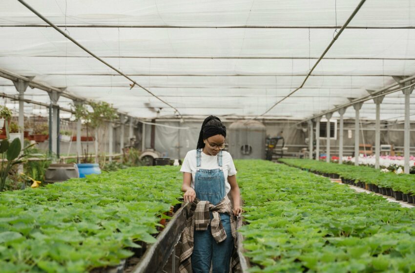  Pengertian Agrikultur, Bukan Cuma Bertani, Tapi Juga Tentang Masa Depan Kita