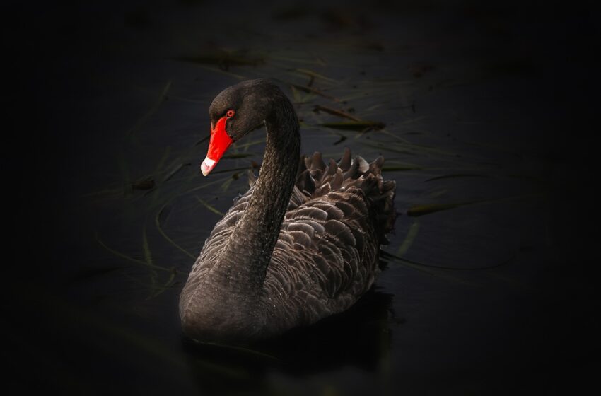  Black Swan, Peristiwa Tak Terduga yang Bikin Dunia Terkejut!