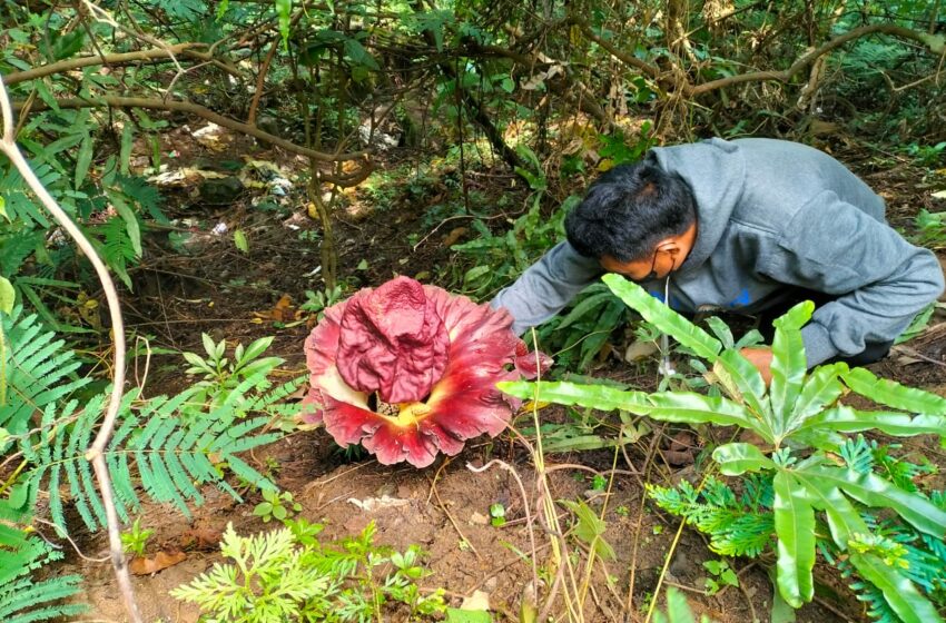  Bunga Bangkai Mekar di Lereng Bukit Sulap