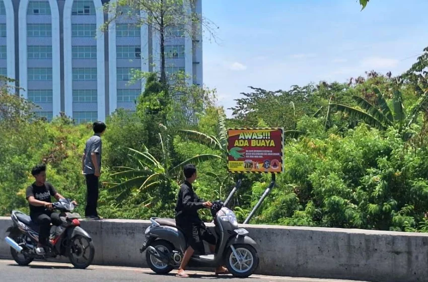  Buaya Muncul di Surabaya, Ekosistem Mangrove Masih Terjaga