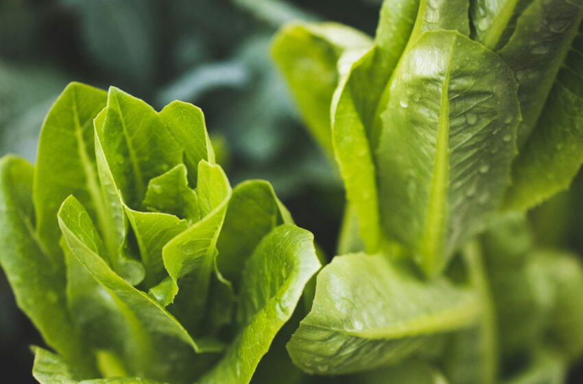  Salad Romaine, Nikmat dan Memberi Banyak Manfaat untuk Tubuh