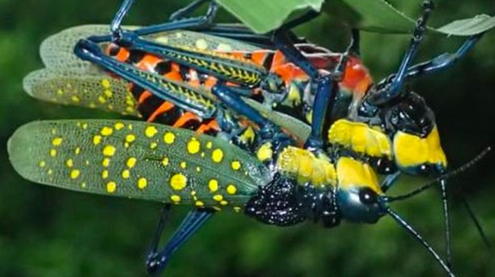  Bahaya Belalang Setan yang Bisa Berakibat Fatal