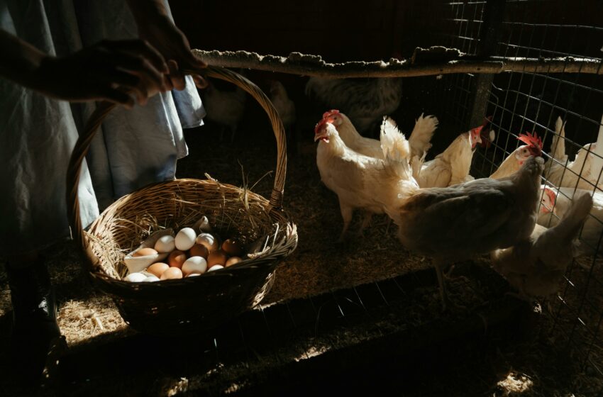  Mau Jadi Peternak Ayam? Yuk, Mulai dari Sini