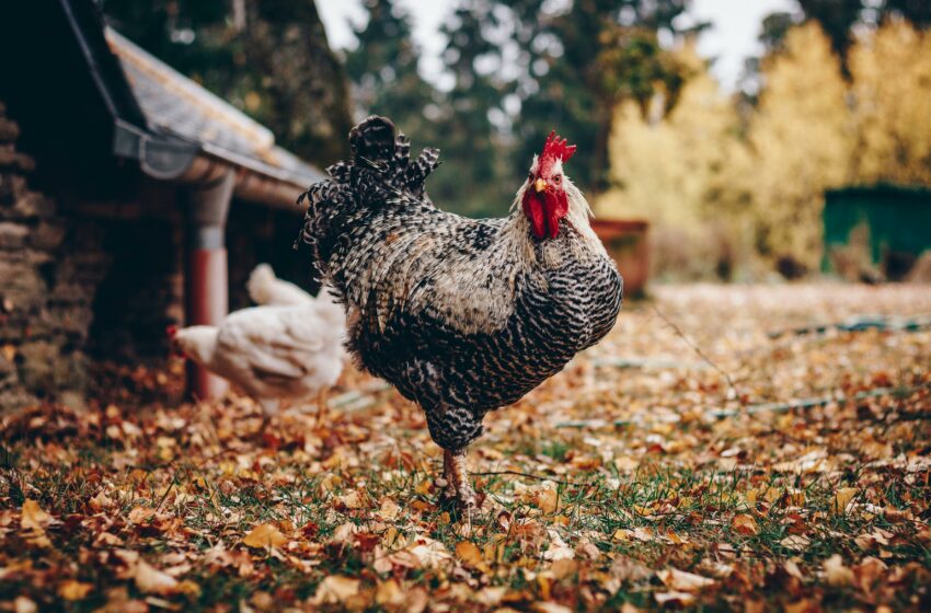  Jadi Peternak Ayam Itu Nggak Semudah Itu Lho, Ini Dia Tipsnya