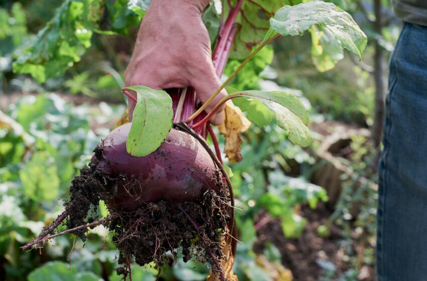  Ini Khasiat Buah Bit yang Cocok untuk Penyakit Ini