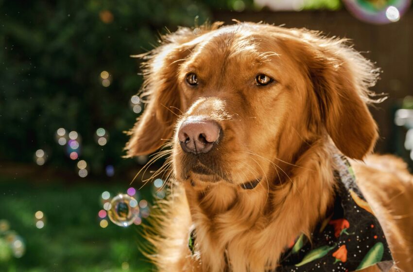  Ini Sifat Anjing Jenis Golden, Cocok untuk Kamu yang Penyayang