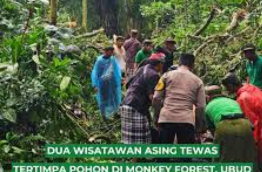  Tragedi di Monkey Forest Ubud, Wisatawan Tewas Tertimpa Pohon