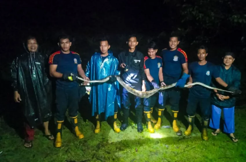  Ular Piton 3 Meter Masuk Kandang Ayam Warga