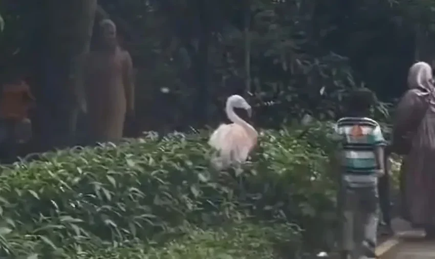  Pengunjung Turun di Area Satwa Taman Safari, Ini Bahayanya