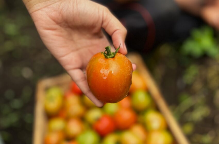  Inovasi Booster Katrili Dorong Pertanian Berkelanjutan di Indonesia