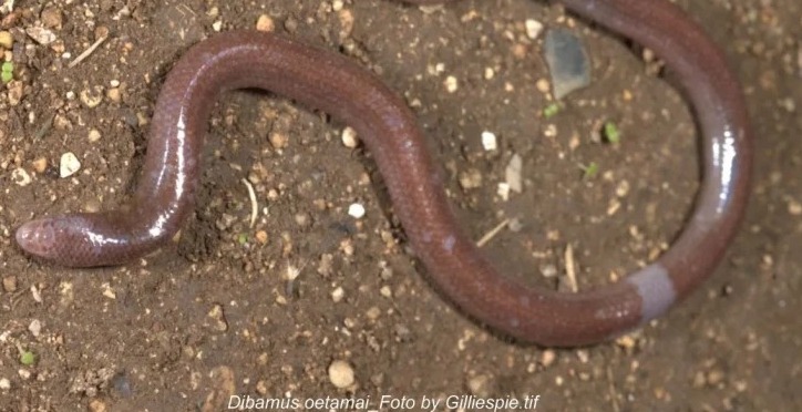  Temukan Spesies Baru Kadal Buta di Pulau Buton