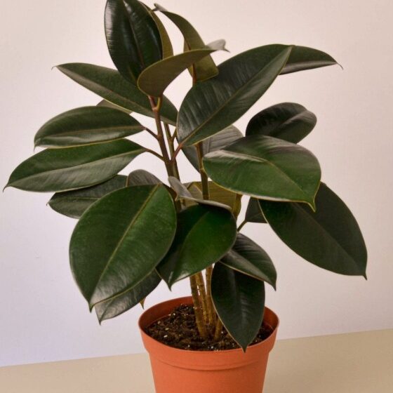  Ficus Elastica Si “Pohon Karet” yang Cantik, Cocok untuk Ruangan Kantor