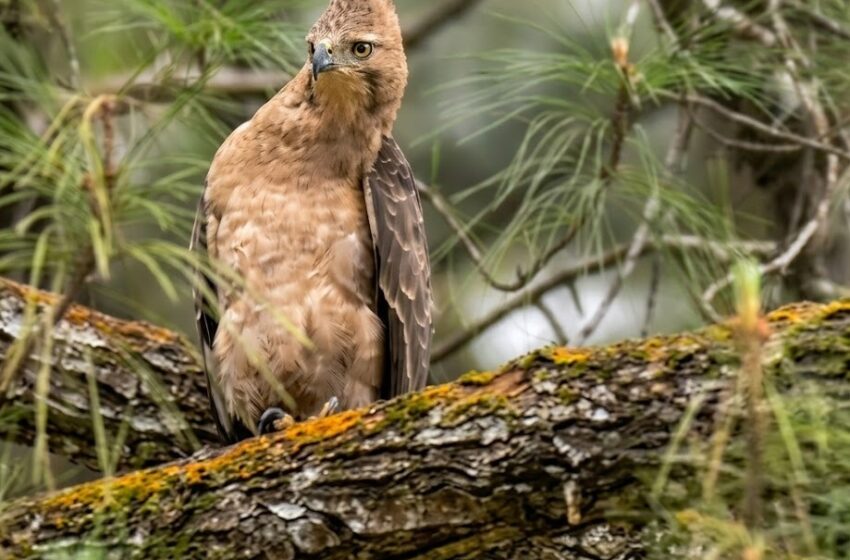  Satriya & Srikandi Kembali ke Alam, Penyelamatan Elang Jawa