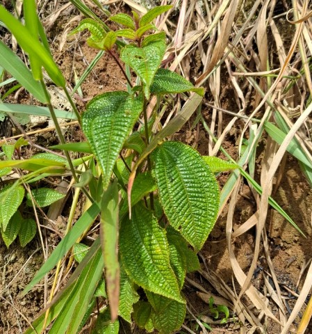  Harendong: Si Liar yang Berkhasiat