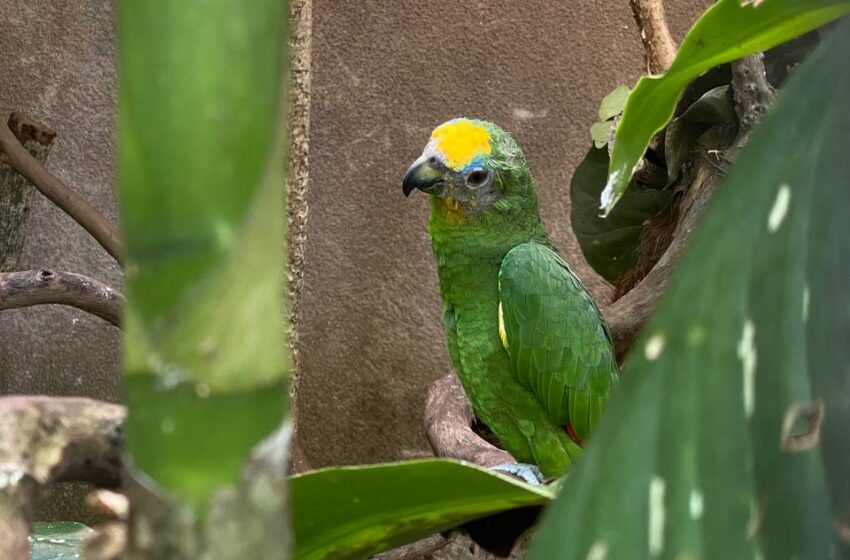  Spill Pengalaman Seru di Taman Burung Gembira Loka Zoo