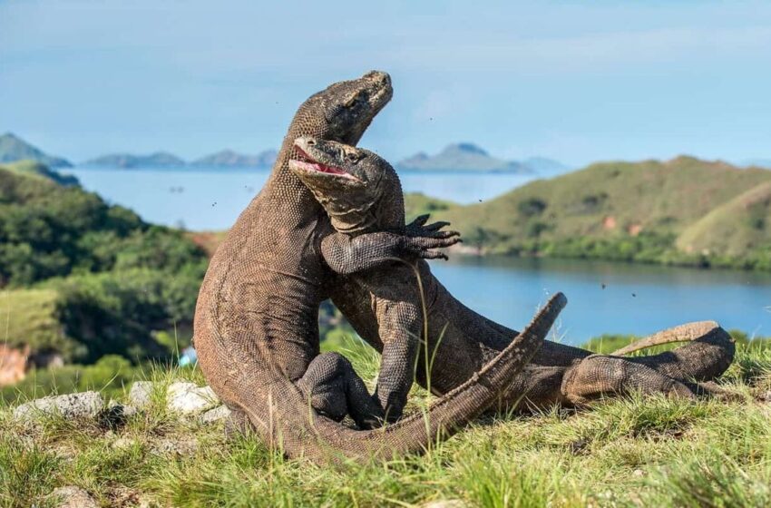  Diplomasi Komodo, Shizuoka dan Indonesia Tukar Satwa Langka