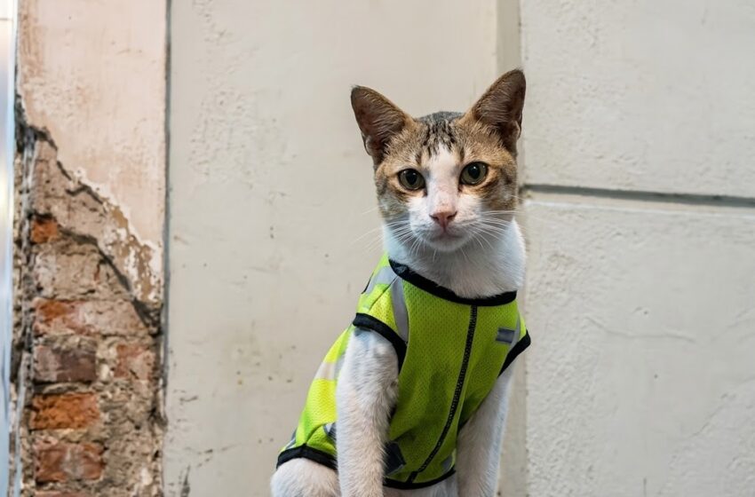  Ujang Qodir, Kucing ‘Satpam’ dari Cikarang yang Lagi Viral