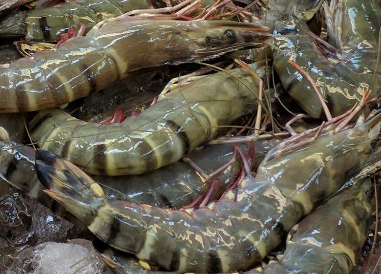  Sungai Kalimantan Darurat Oksigen, Udang Ambyar Naik Darat