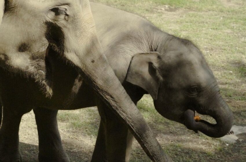  Gajah Deo dan Sinta Pindah ke Tabang Zoo Kaltim